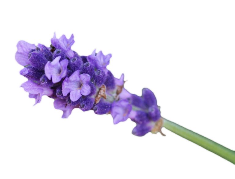 lavanda