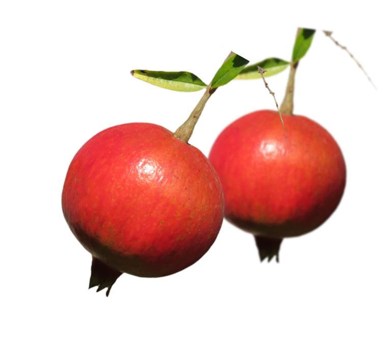 melograni
