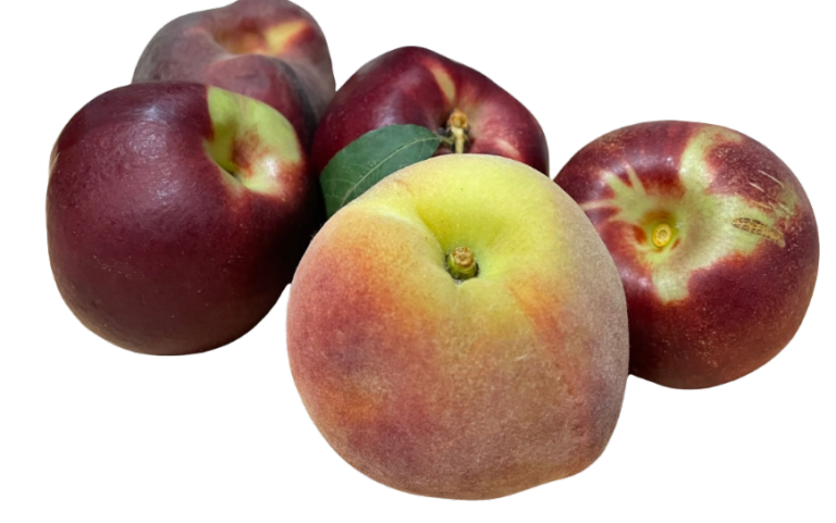 pesche